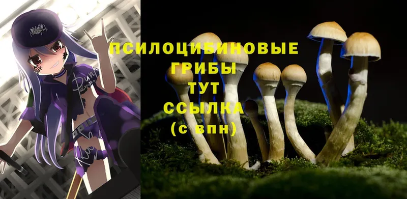 где можно купить   Тавда  Псилоцибиновые грибы Psilocybine cubensis 